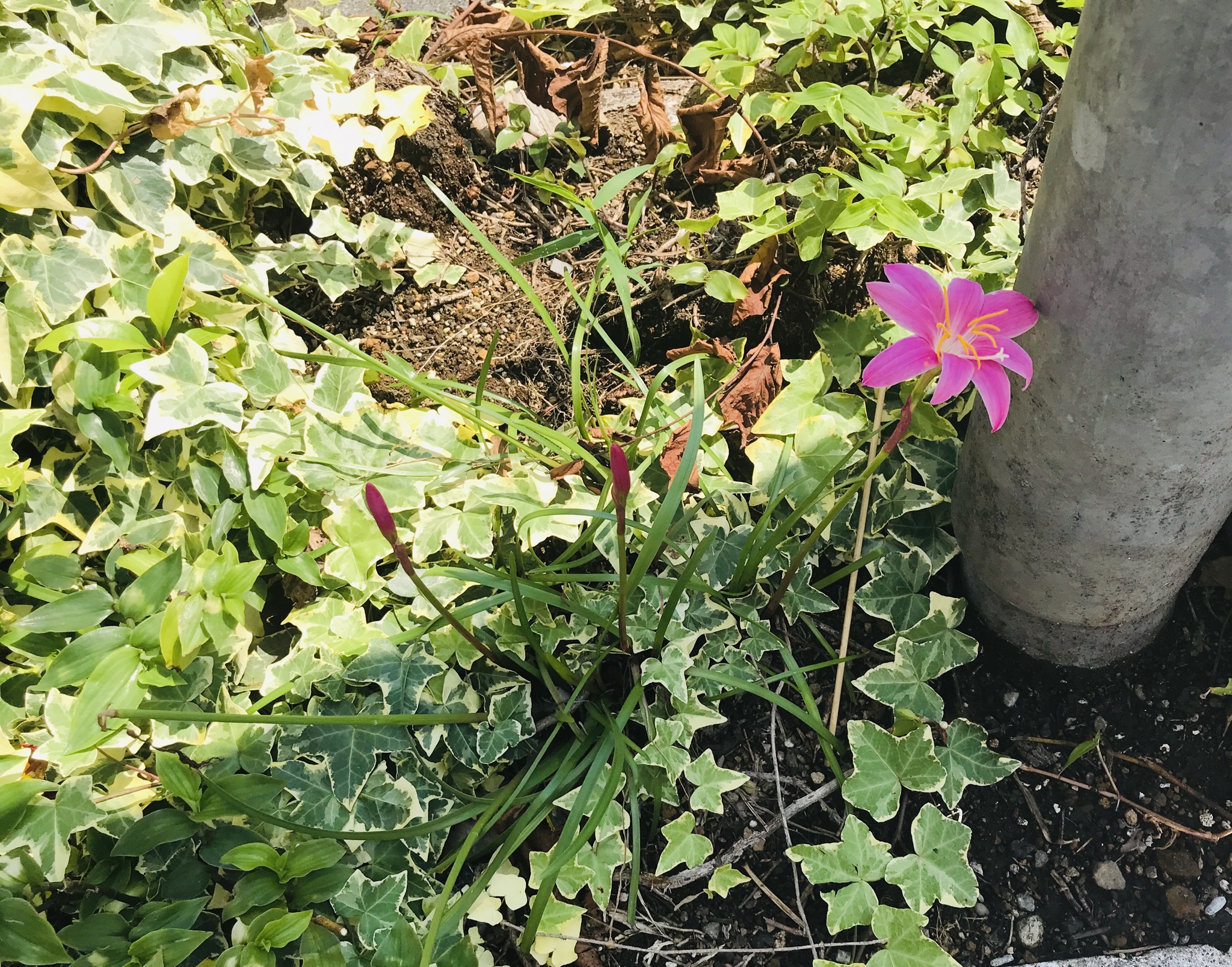 見回す余裕 | 蒲原屋