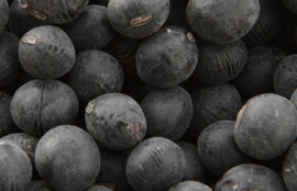 丹波の黒豆は蒲原屋で