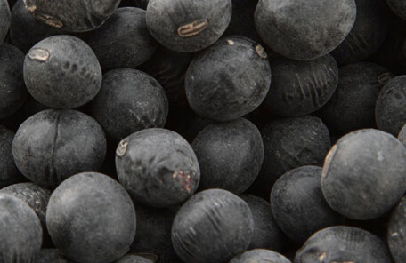 丹波の黒豆は蒲原屋で