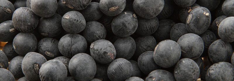 丹波の黒豆は蒲原屋で